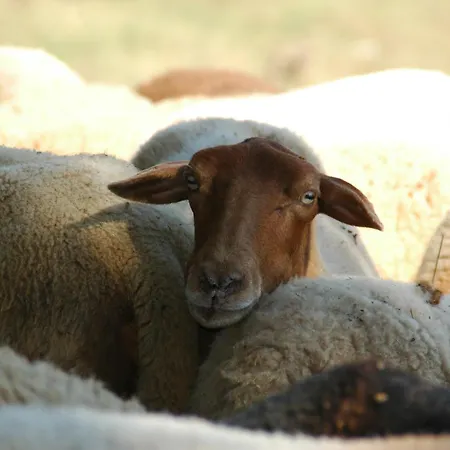 Luksustelt Roussel *