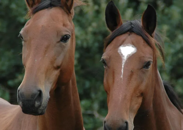 Roussel Luksustelt Saint-Paul-dʼEspis